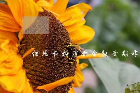 信用卡和消费金融逾期咋办 信用卡和消费金融逾期咋办
