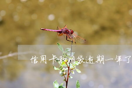 信用卡和网袋逾期一年了