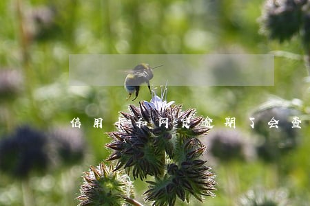 信用卡和网贷逾期了会查封吗 信用卡和网贷逾期了会查封吗