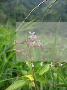 信用卡和网贷逾期应该怎么还款 信用卡和网贷逾期应该怎么还款