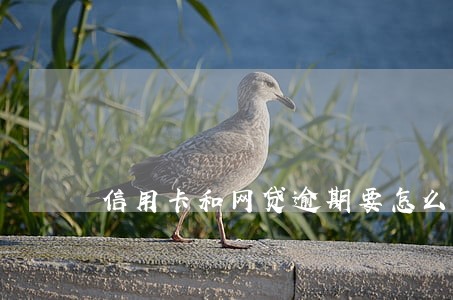 信用卡和网贷逾期要怎么沟通 信用卡和网贷逾期要怎么沟通