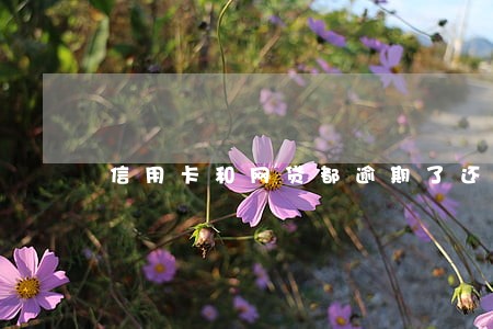 信用卡和网贷都逾期了还能借钱吗 信用卡和网贷都逾期了还能借钱吗