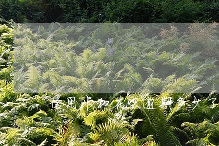信用卡和花呗逾期多少了 信用卡和花呗逾期多少了