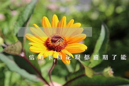 信用卡和花呗都逾期了能买房吗