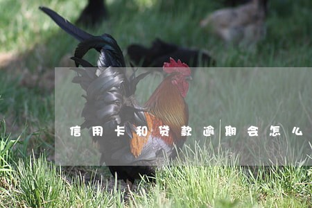 信用卡和贷款逾期会怎么样 信用卡和贷款逾期会怎么样
