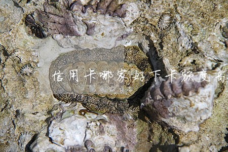 信用卡哪家好下卡额度高