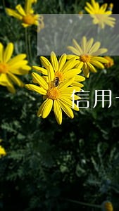 信用卡哪年逾期什么查 信用卡哪年逾期什么查