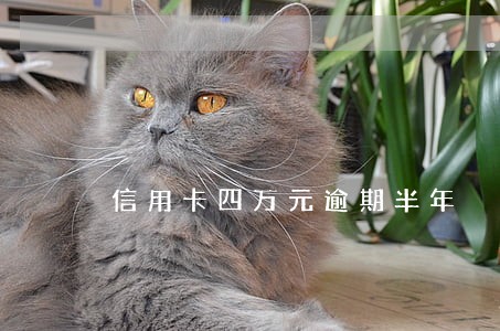 信用卡四万元逾期半年 信用卡四万元逾期半年