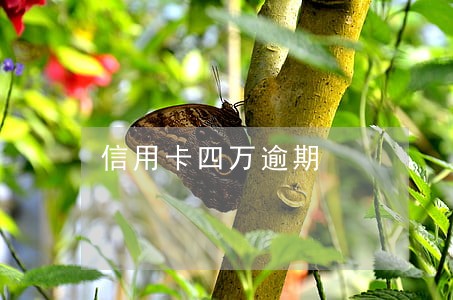 信用卡四万逾期 信用卡四万逾期