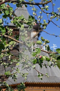 信用卡四天算不算逾期6