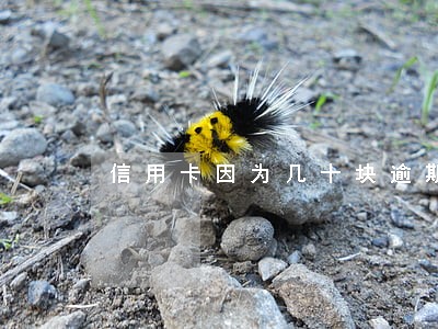 信用卡因为几十块逾期