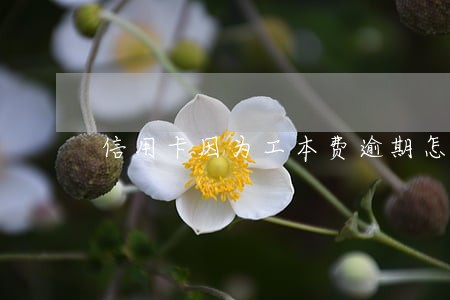 信用卡因为工本费逾期怎么办 信用卡因为工本费逾期怎么办