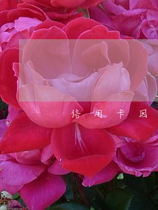 信用卡因为逾期被停 信用卡因为逾期被停