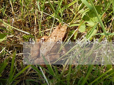 信用卡因为逾期被停卡了怎么恢复使用 信用卡因为逾期被停卡了怎么恢复使用