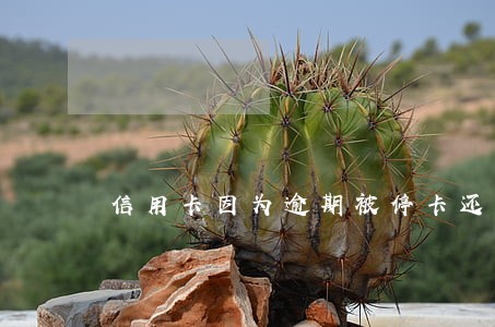 信用卡因为逾期被停卡还能复卡吗 信用卡因为逾期被停卡还能复卡吗