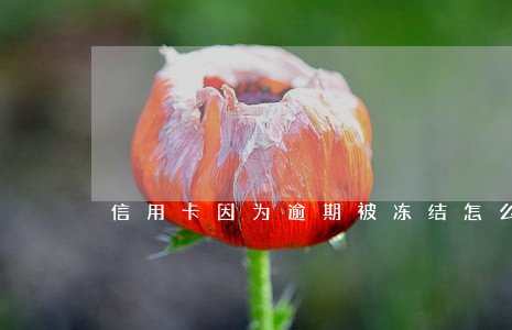 信用卡因为逾期被冻结怎么还款 信用卡因为逾期被冻结怎么还款