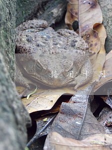 信用卡因为逾期被封 信用卡因为逾期被封