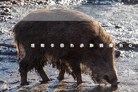 信用卡因为逾期额度为0怎么办 信用卡因为逾期额度为0怎么办