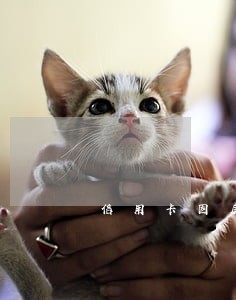 信用卡因房贷逾期被停 信用卡因房贷逾期被停