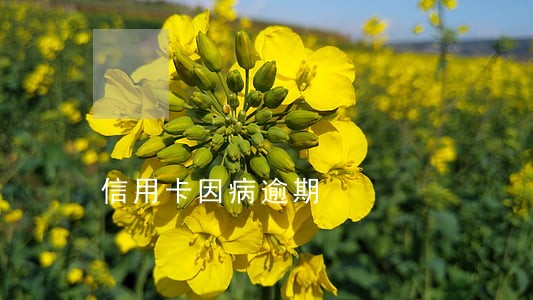信用卡因病逾期 信用卡因病逾期
