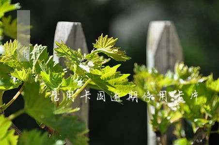 信用卡因逾期停用卡片 信用卡因逾期停用卡片