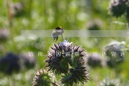 信用卡因逾期冻结还完还能解冻吗