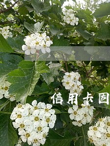 信用卡因逾期而停用卡片 信用卡因逾期而停用卡片