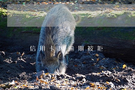 信用卡因逾期被拒 信用卡因逾期被拒