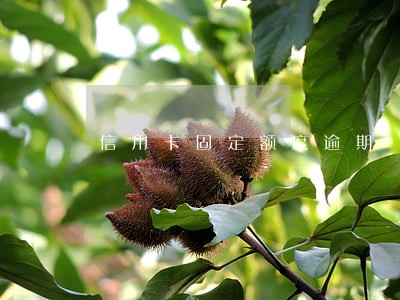 信用卡固定额度逾期 信用卡固定额度逾期