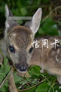 信用卡在几天内还款不算逾期 信用卡在几天内还款不算逾期