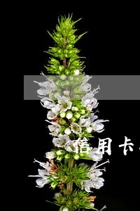 信用卡在几天内还款算逾期 信用卡在几天内还款算逾期
