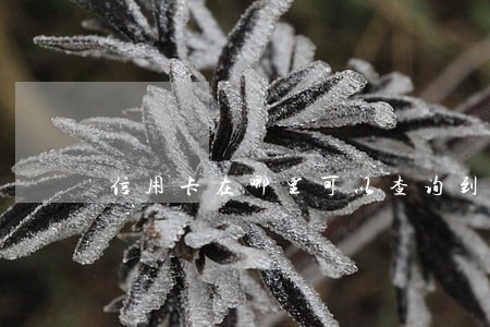 信用卡在哪里可以查询到逾期 信用卡在哪里可以查询到逾期