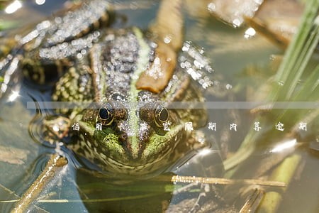 信用卡在宽限期内算逾期吗 信用卡在宽限期内算逾期吗