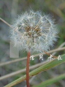 信用卡在我不知情的情况下逾期了 信用卡在我不知情的情况下逾期了