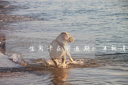 信用卡在用逾期5年能消除吗