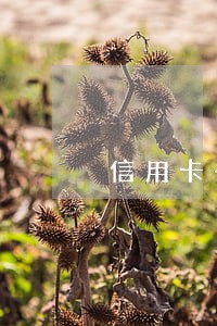 信用卡备用金逾期91天 信用卡备用金逾期91天