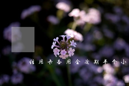 信用卡备用金逾期半个小时 信用卡备用金逾期半个小时