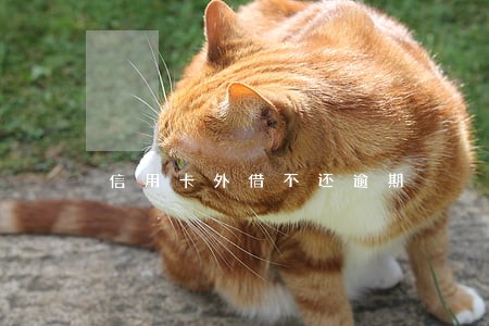 信用卡外借不还逾期 信用卡外借不还逾期