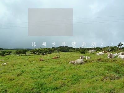 信用卡外债逾期20万怎么办 信用卡外债逾期20万怎么办