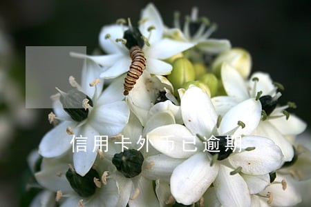 信用卡外币已逾期