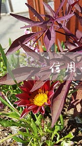 信用卡外用金逾期构成犯罪