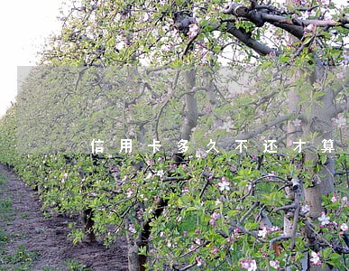 信用卡多久不还才算逾期 信用卡多久不还才算逾期