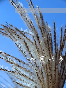 信用卡多久未还款算逾期 信用卡多久未还款算逾期