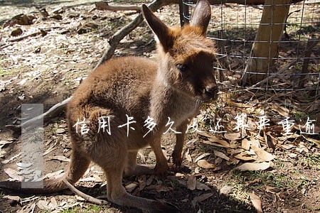 信用卡多久没还算严重逾期 信用卡多久没还算严重逾期