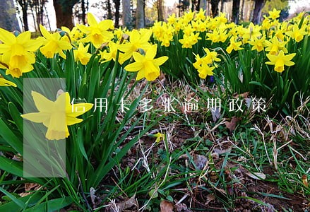 信用卡多张逾期政策 信用卡多张逾期政策