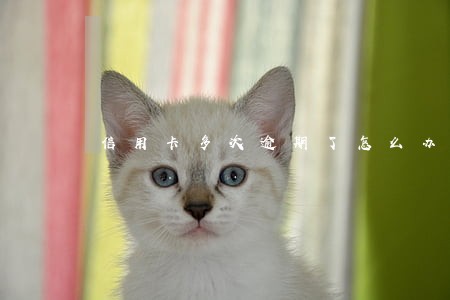 信用卡多次逾期了怎么办 信用卡多次逾期了怎么办