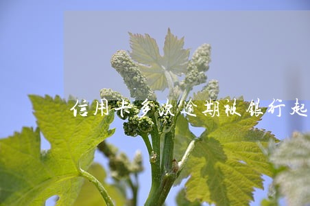 信用卡多次逾期被银行起诉 信用卡多次逾期被银行起诉