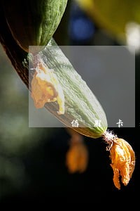 信用卡多次逾期证明 信用卡多次逾期证明