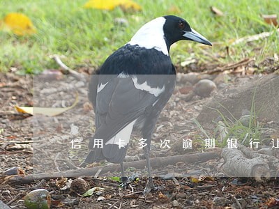 信用卡多次逾期银行让全额还款 信用卡多次逾期银行让全额还款