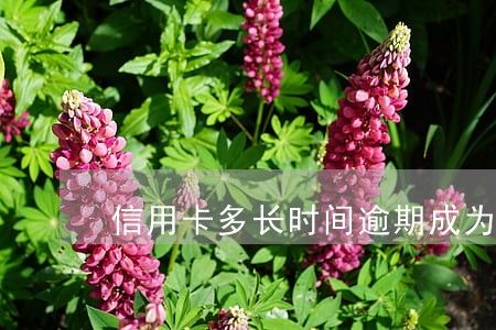 信用卡多长时间逾期成为黑户 信用卡多长时间逾期成为黑户